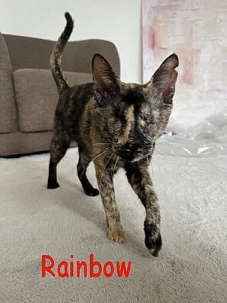 Rainbow und Sunshine - blind, na und?