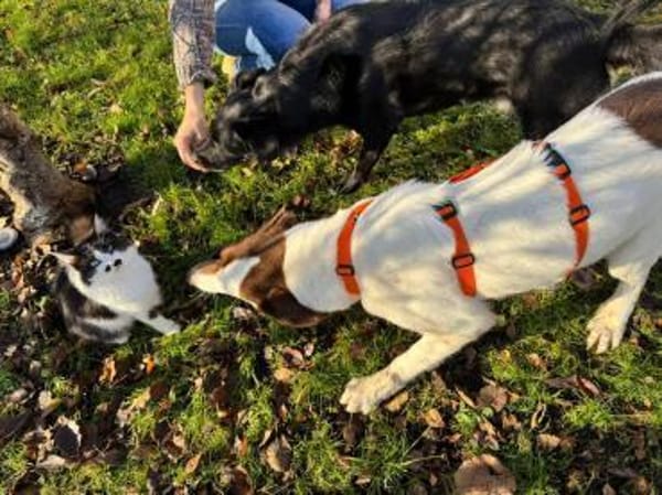 Tolle Priva träumt vom Happyend!