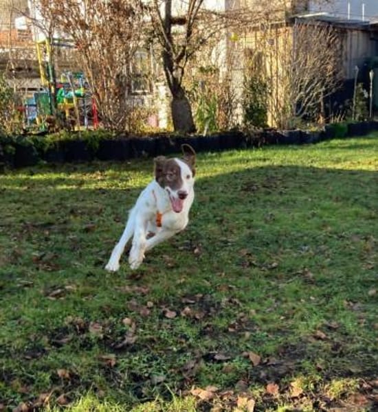 Tolle Priva träumt vom Happyend!