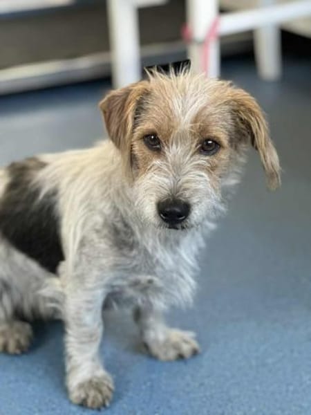 Hope  Die zierliche Kuschelexpertin