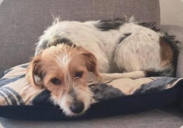 Hope  Die zierliche Kuschelexpertin