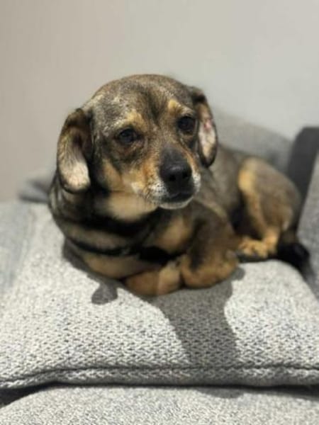 KNUD - sehr menschenbezogen & zutraulich