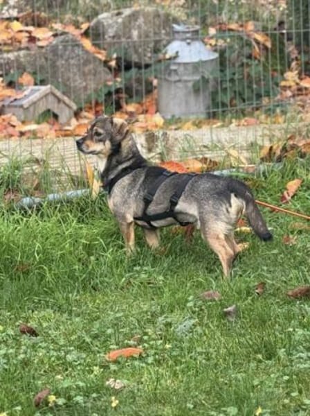 KNUD - sehr menschenbezogen & zutraulich