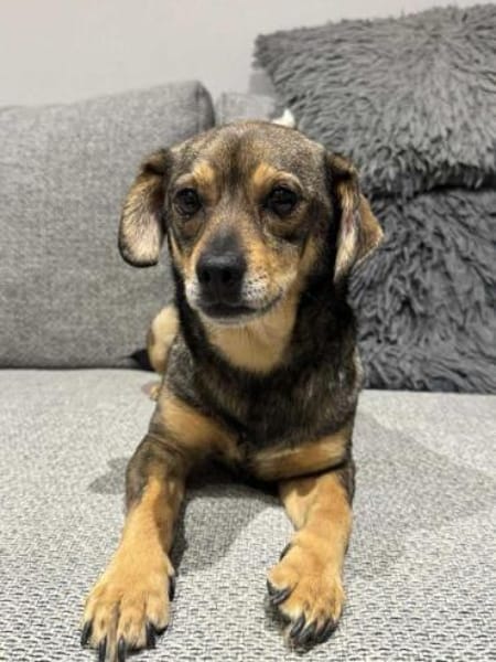 KNUD - sehr menschenbezogen & zutraulich