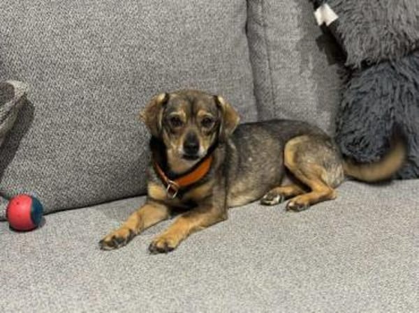 KNUD - sehr menschenbezogen & zutraulich