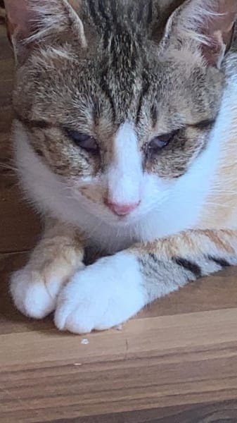 Sissy & Max Hundefreunde