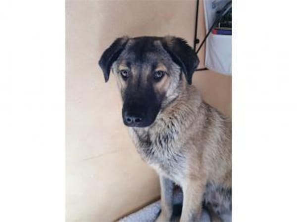 Johnny -wartet in 69256 Mauer