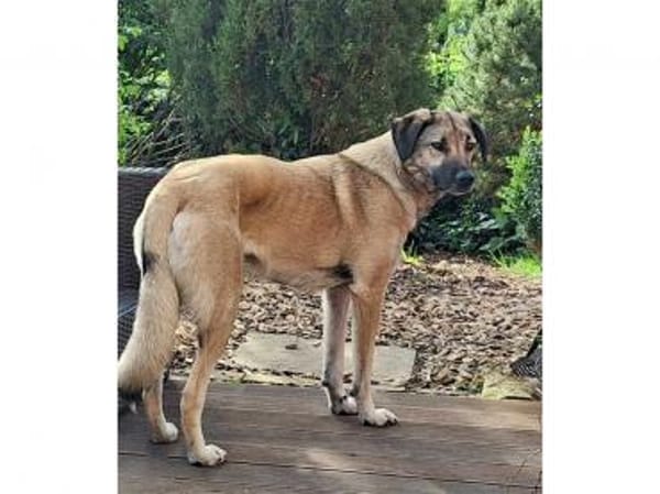 Johnny -wartet in 69256 Mauer