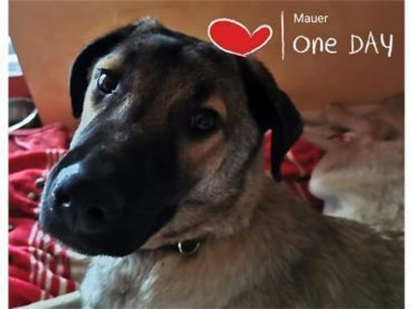 Johnny -wartet in 69256 Mauer