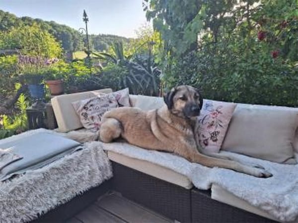 Johnny -wartet in 69256 Mauer