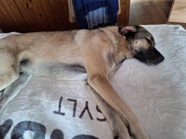 Johnny -wartet in 69256 Mauer