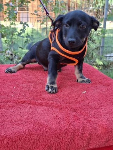 Sammy sucht sein Körbchen💐💐