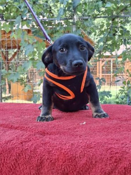 Sammy sucht sein Körbchen💐💐