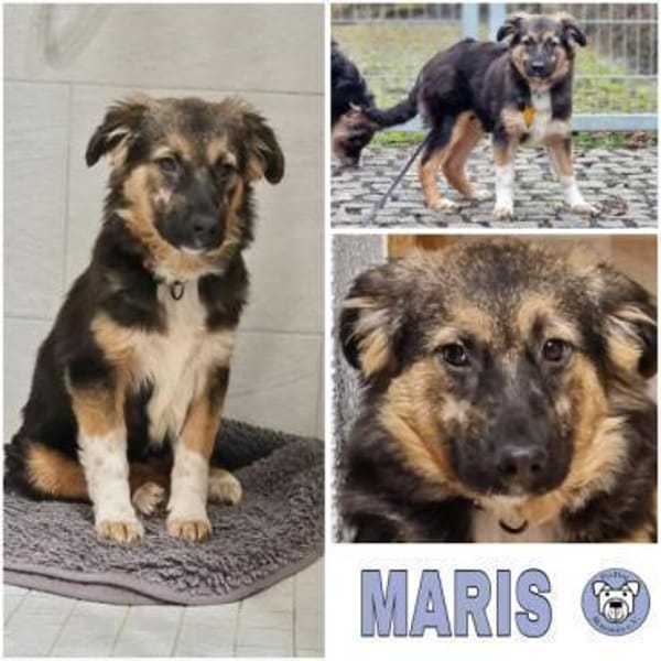 MARIS -Sanfte, freundliche Junghündin-