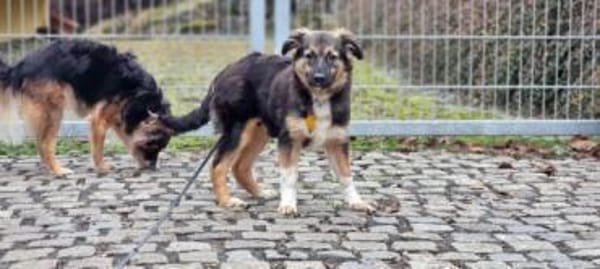 MARIS -Sanfte, freundliche Junghündin-