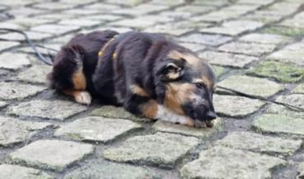 MARIS -Sanfte, freundliche Junghündin-