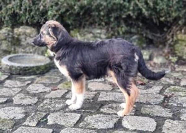 MARIS -Sanfte, freundliche Junghündin-