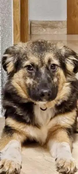 MARIS -Sanfte, freundliche Junghündin-