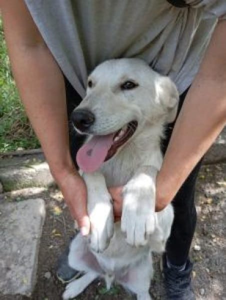 Tortulino 55 cm (Pflegestelle)