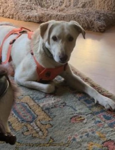 Tortulino 55 cm (Pflegestelle)