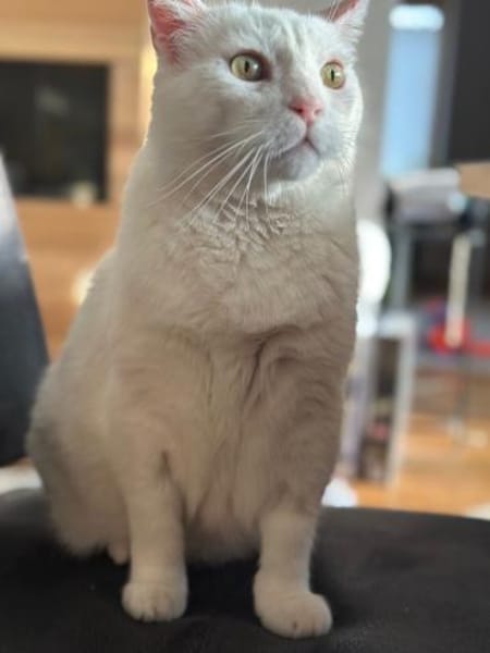 Gusti  Weißer Traumkater mit großem 💚