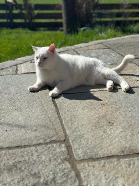 Gusti  Weißer Traumkater mit großem 💚