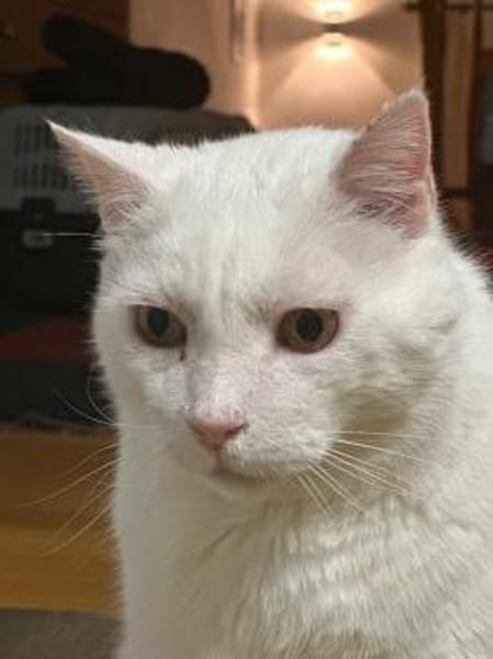Gusti  Weißer Traumkater mit großem 💚