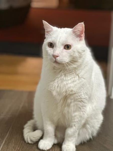 Gusti  Weißer Traumkater mit großem 💚