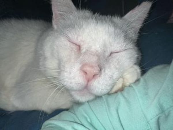 Gusti  Weißer Traumkater mit großem 💚