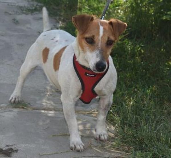 Judy Marie kleine aktive Hundedame