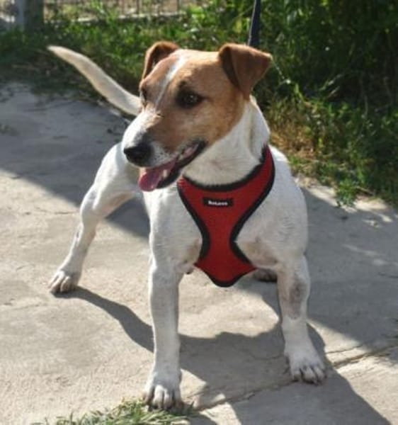 Judy Marie kleine aktive Hundedame