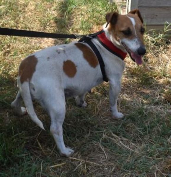 Judy Marie kleine aktive Hundedame