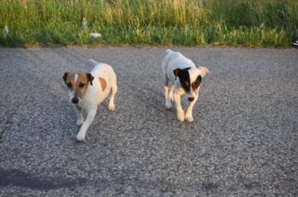 Judy Marie kleine aktive Hundedame