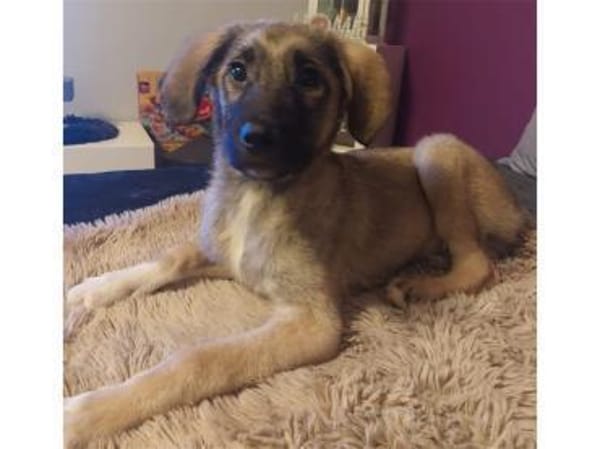 Clark - wartet in 50999 Köln