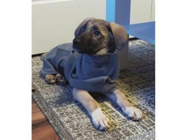 Clark - wartet in 50999 Köln