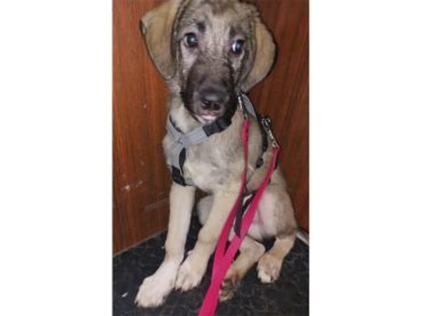 Clark - wartet in 50999 Köln