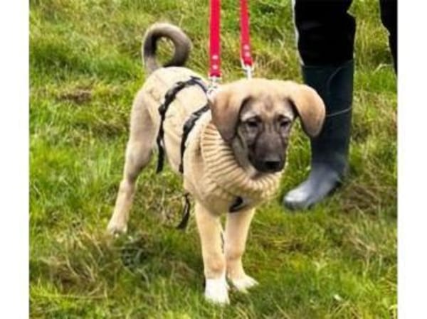 Clark - wartet in 50999 Köln