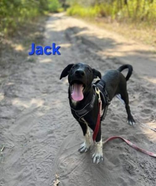 🐾💐Jack sucht seine Menschen💐🐾