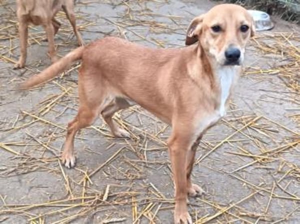 Joma sucht warmes Körbchen