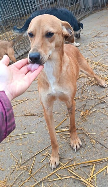 Joma sucht warmes Körbchen