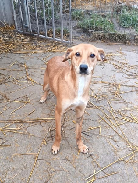 Joma sucht warmes Körbchen