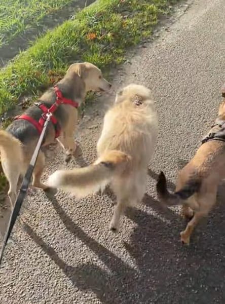 Kleine, zierliche Sunny ❤🐾