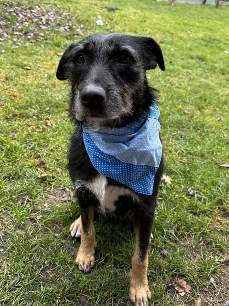 JUNA träumt von Ihrem Weihnachtsmärchen