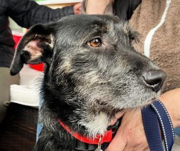 JUNA träumt von Ihrem Weihnachtsmärchen