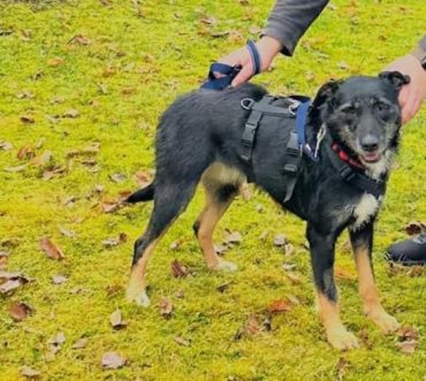 JUNA träumt von Ihrem Weihnachtsmärchen