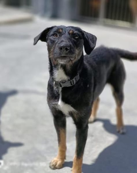 JUNA träumt von Ihrem Weihnachtsmärchen