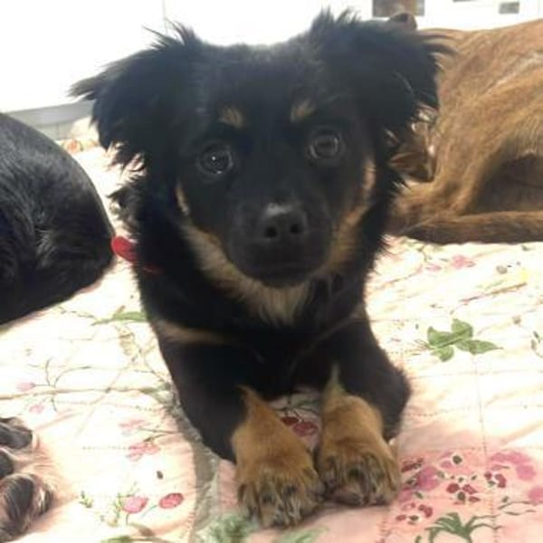 Sindy ❤ aktive aufgeschlossene Maus