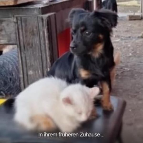 Sindy ❤ aktive aufgeschlossene Maus