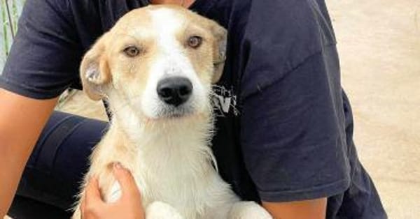 ROSARIA - so eine nette Hündin