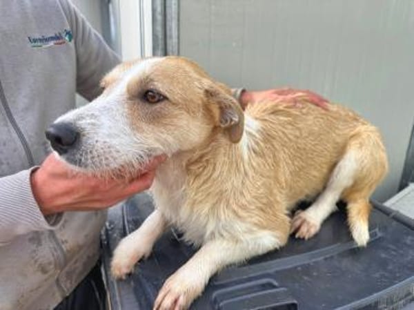 ROSARIA - so eine nette Hündin